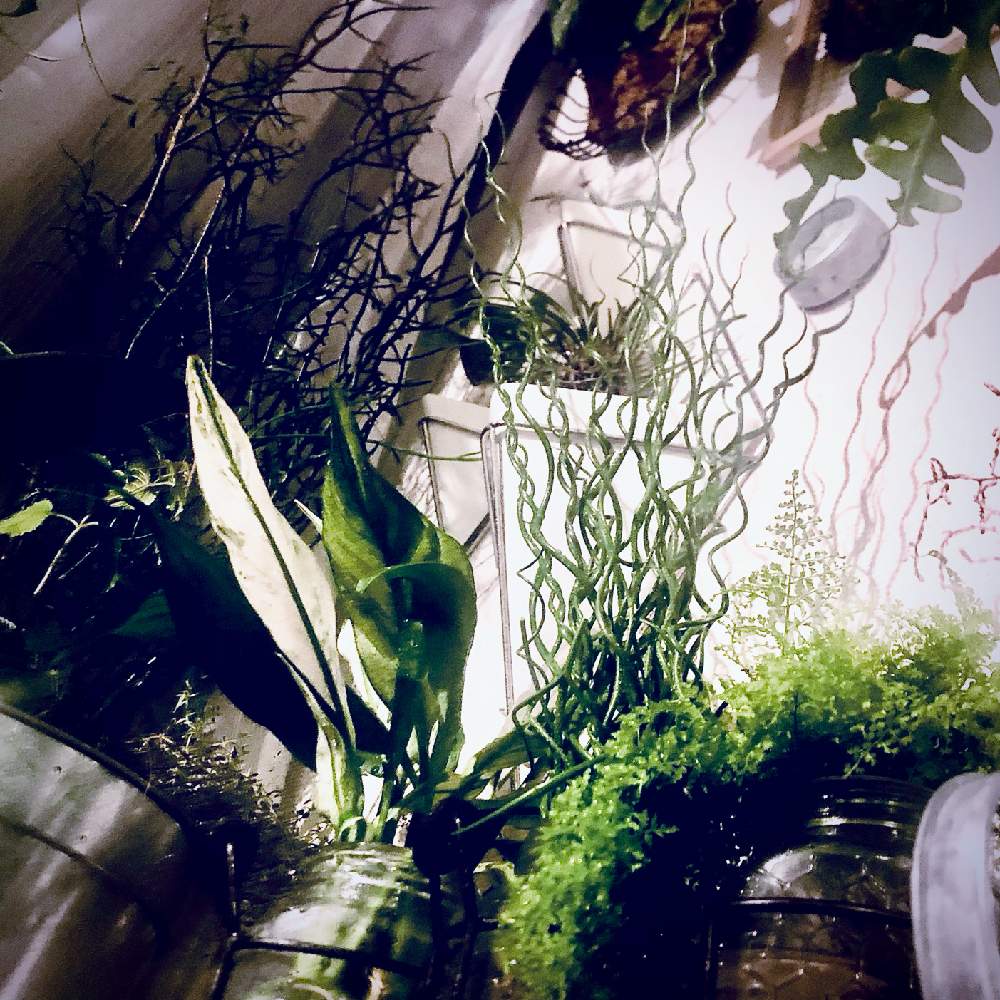 部屋の画像 by エントロピィさん | 部屋と斑入りスパティフィラムとネフロピレス マリサとラセンイと我が家の窓辺と植物棚DIYと何でも水耕栽培してしまう症候群と水耕栽培と多肉植物の水耕栽培とシダ植物と観葉植物の水耕栽培