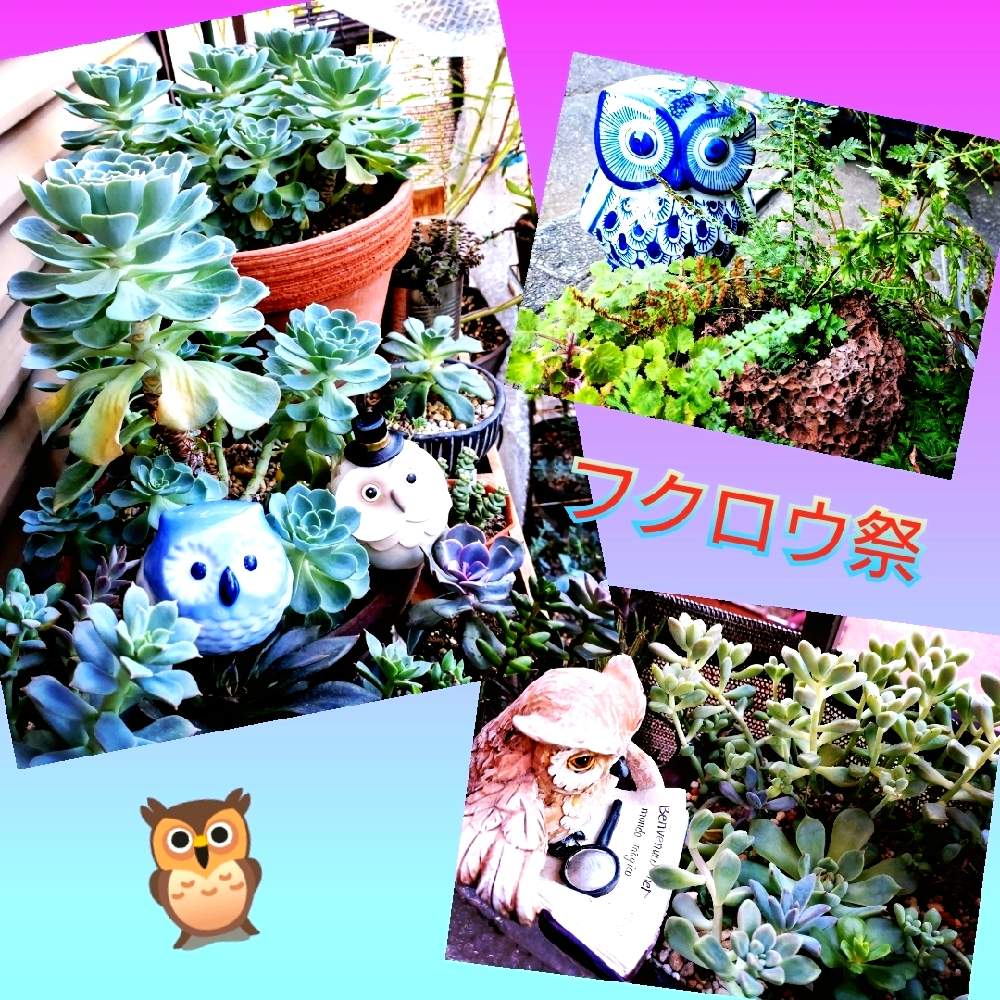 バルコニー/ベランダの画像 by のりっぺさん | バルコニー/ベランダとグラプトペタルム だるま秋麗とトラノオシダとグラプトペタルム 秋麗とエケベリア 七福神さまとエケベリア チワワエンシスと七福神company関東支部と素敵便♥️ときゅうちゃんさんのシダ♥️と今を乗切るぞ!とシダの癒しとKOH七福神と七福神companyとフクロウ祭と楽しい園芸o(^o^)oとバルコニストと七福神company №031
