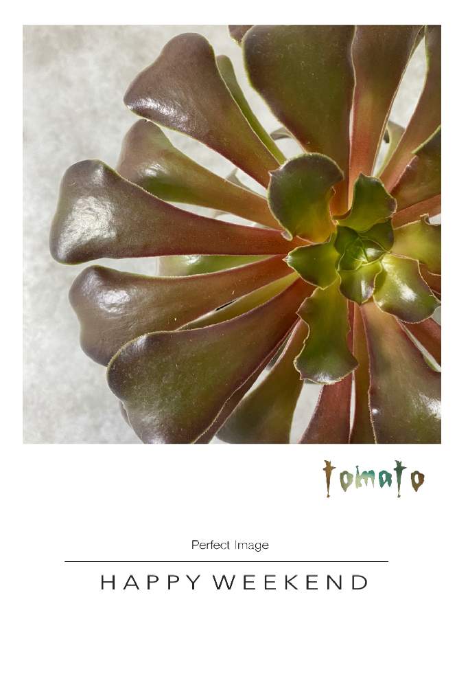 の画像 by トマトさん | アエオニュームとGreenのある暮らしとSHOGUNと医療従事者に感謝とGreen Timeと多肉♡LOVE