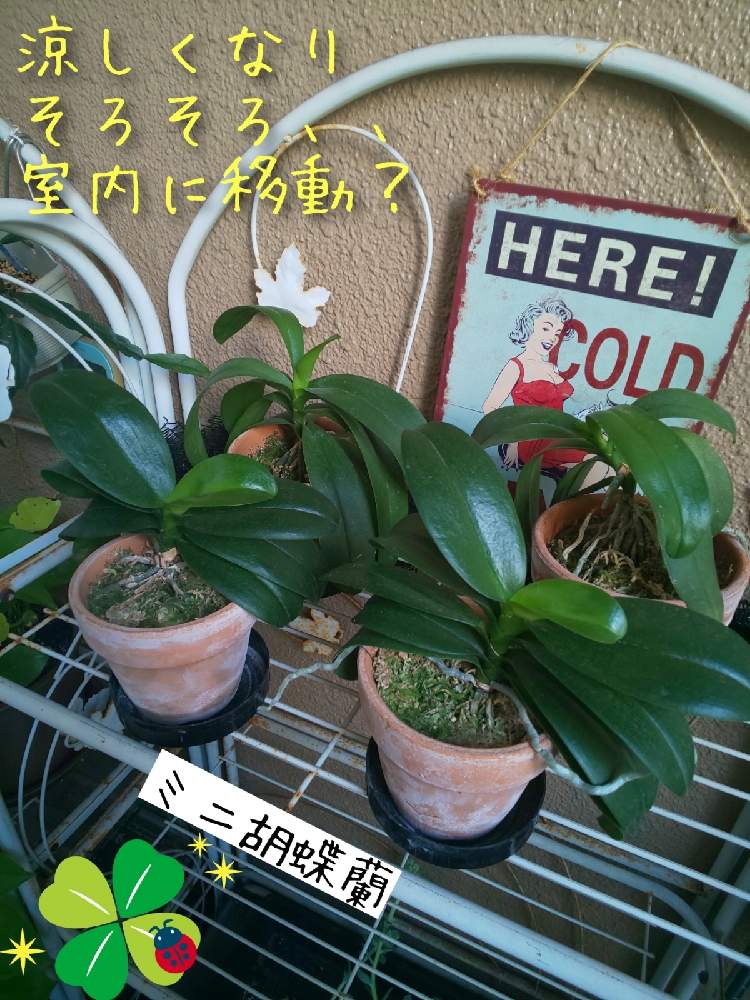 バルコニー/ベランダの画像 by チョウさんさん | バルコニー/ベランダとwow!!!と何でやねん!と勝手気ままにベランダ~とGS映えとGS日和と恋をしましょう!とおうち園芸と植中毒とHappyな気分と食わず嫌い?とタニラーと何となく幸せ!と元気に育ててますよと珍奇植物と花とジジイ!と花のある暮らしとGREEN UP!とバルコニスト