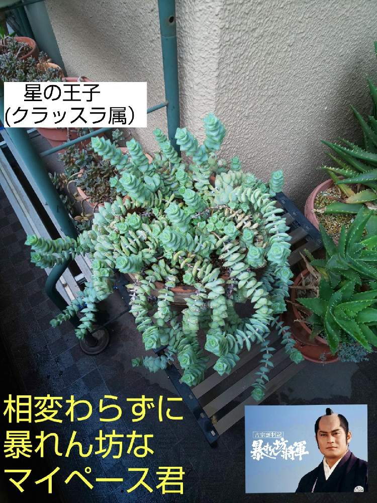 バルコニー/ベランダの画像 by チョウさんさん | バルコニー/ベランダとwow!!!と何でやねん!と勝手気ままにベランダ~とGS映えとGS日和と恋をしましょう!とおうち園芸と植中毒とHappyな気分と食わず嫌い?とタニラーと何となく幸せ!と元気に育ててますよと珍奇植物と花とジジイ!と花のある暮らしとGREEN UP!とバルコニスト
