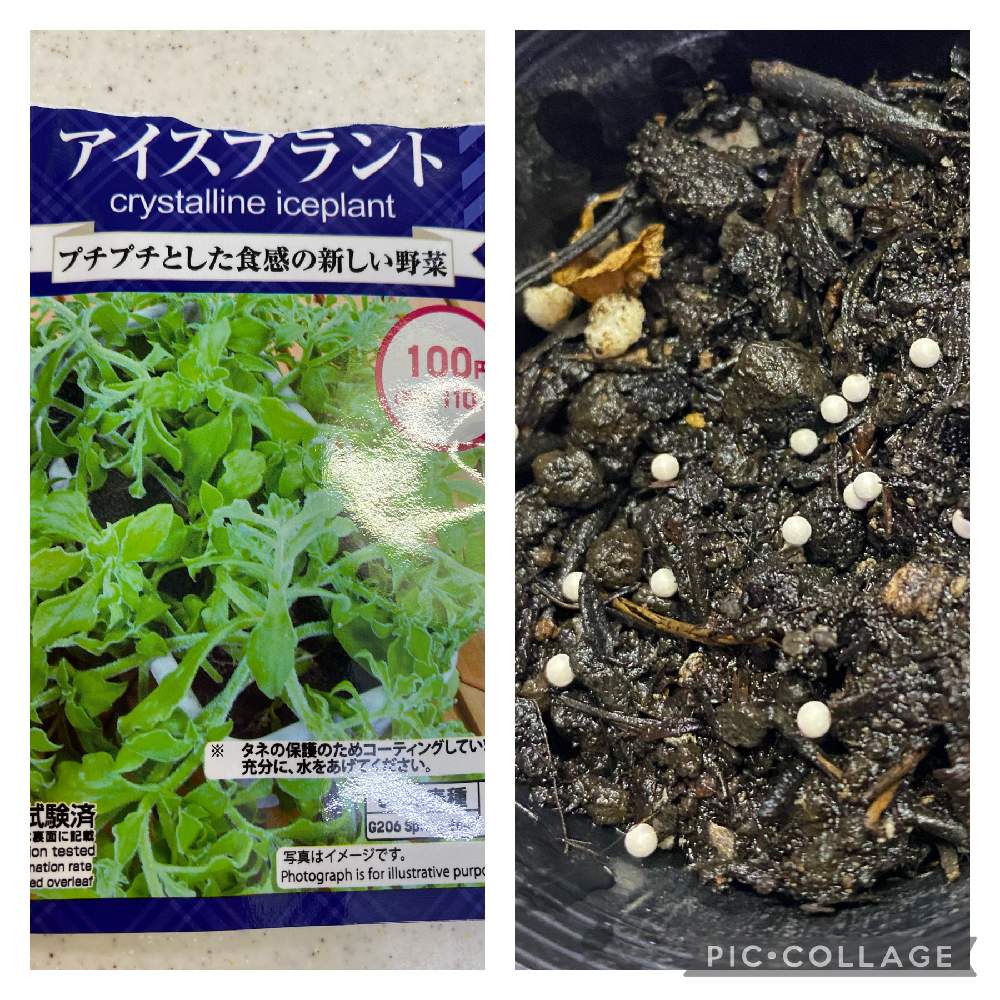 キッチンの画像 by はるなさん | キッチンとアイスプラント