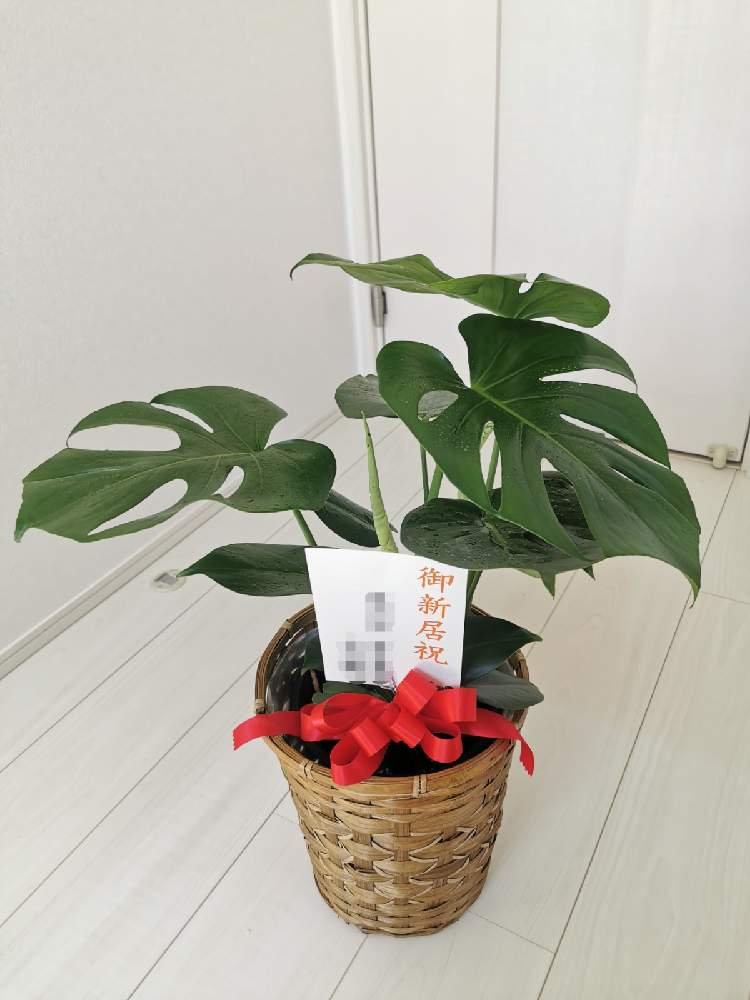 寝室の画像 by かおりんごりらさん | 寝室とモンステラと観葉植物と植物のある暮らしと風水とヒメモンステラ!と成長記録と園芸初心者とモンステラ属