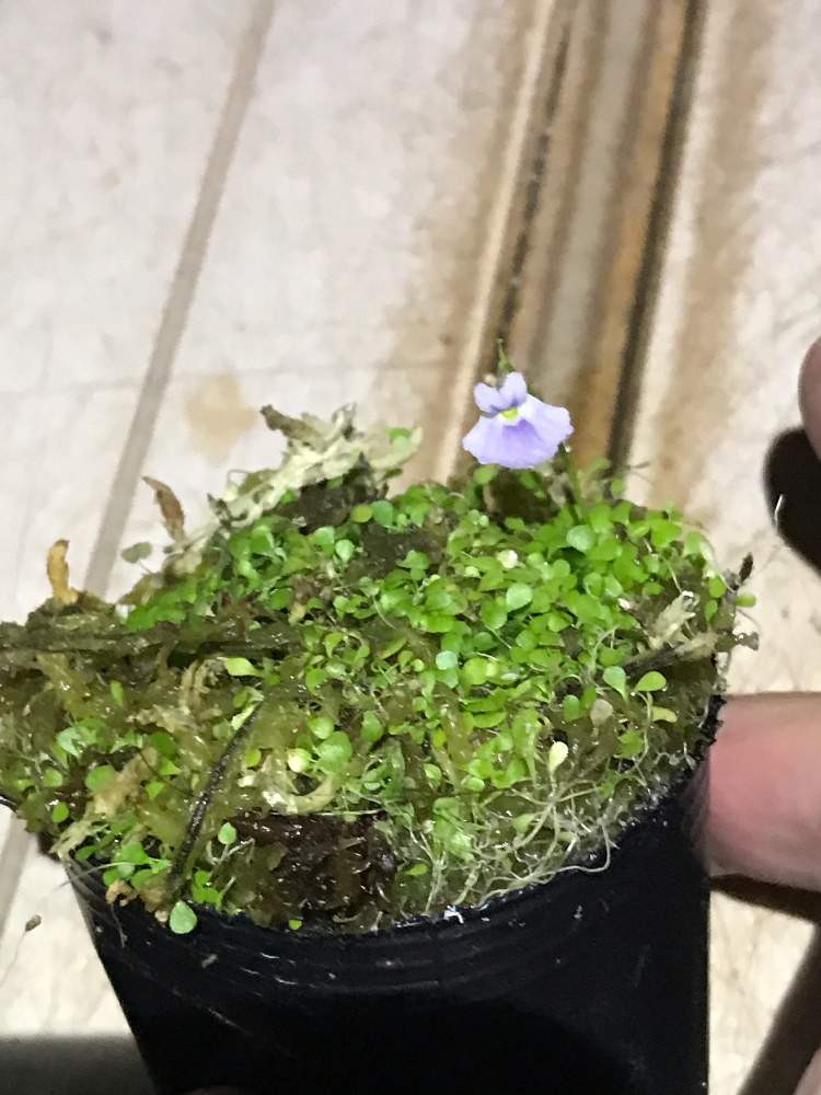 バルコニー/ベランダの画像 by 必勝社さん | バルコニー/ベランダと青花ウサギゴケと食虫植物 ミミカキグサと植物男子と食虫植物と食虫植物のある暮らしとGS映えとGS日和とおうち園芸と植中毒と食虫植物大会と花いろいろと関西食虫植物愛好会と珍しい植物と花のある暮らしと食虫植物広め隊とバルコニスト
