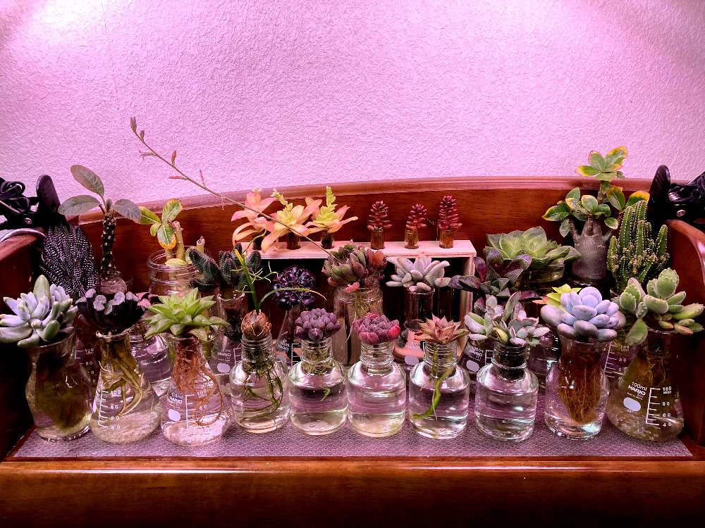 部屋の画像 by Domino@多肉水耕さん | 部屋と多肉植物と室内組と多肉水耕栽培とコーデックスと多肉植物水耕栽培と水耕栽培と塊根植物と多肉植物の水耕栽培と多肉植物のアレンジ2021とLED栽培