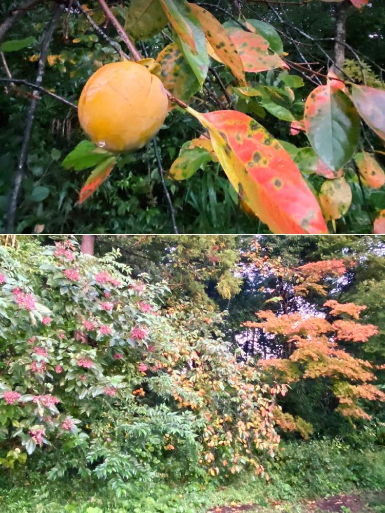 広い庭の画像 by レモングミさん | 広い庭と超古民家と庭と里地里山とおうち園芸とI♡Chiba