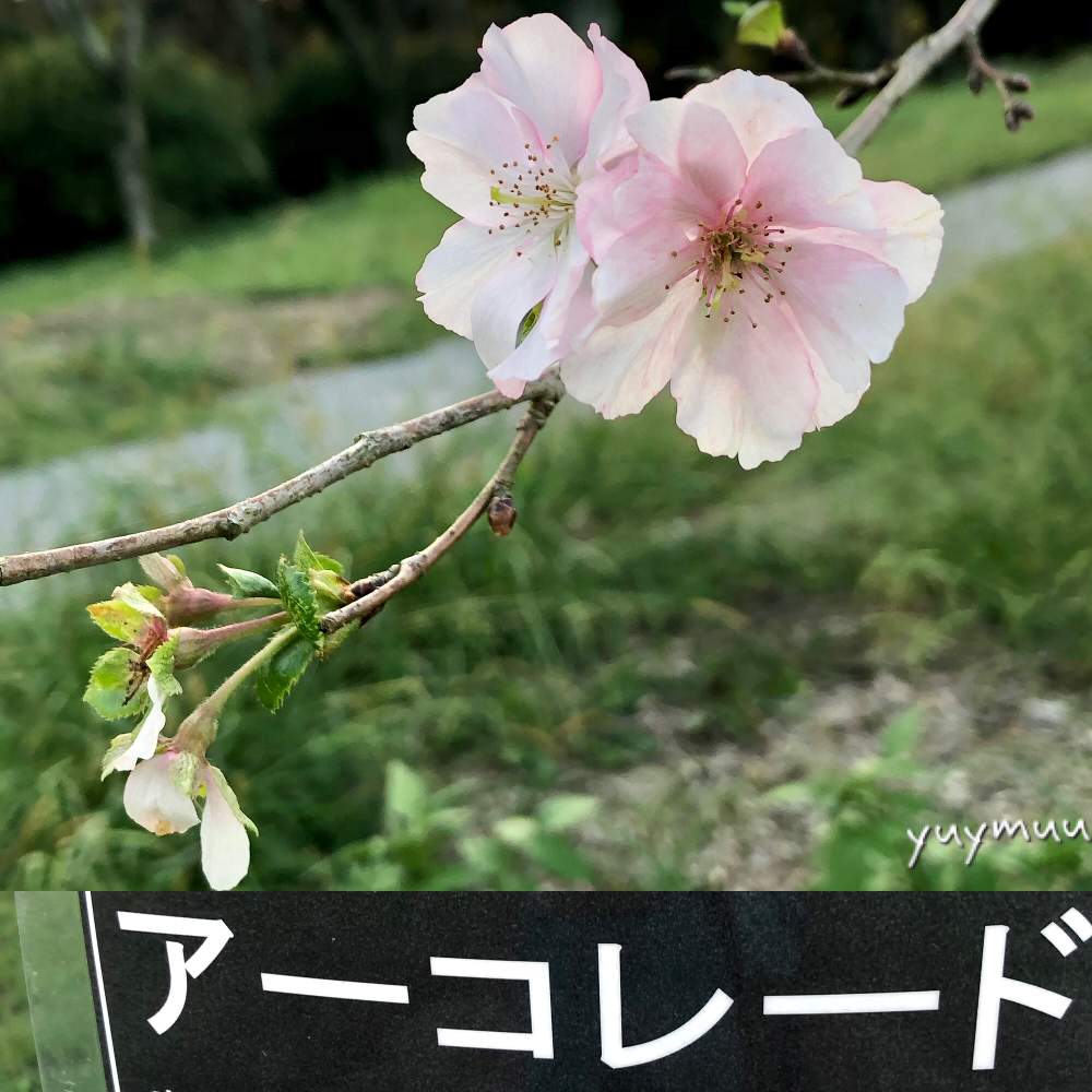 の画像 by ゆいみゅうさん | あけぼの山公園と落葉高木とサクラ、とアーコレードとバラ科サクラ属