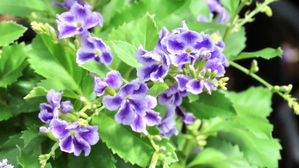 お出かけ先の画像 by corotさん | お出かけ先とデュランタ パープルラブ宝塚となばなの里の花市場
