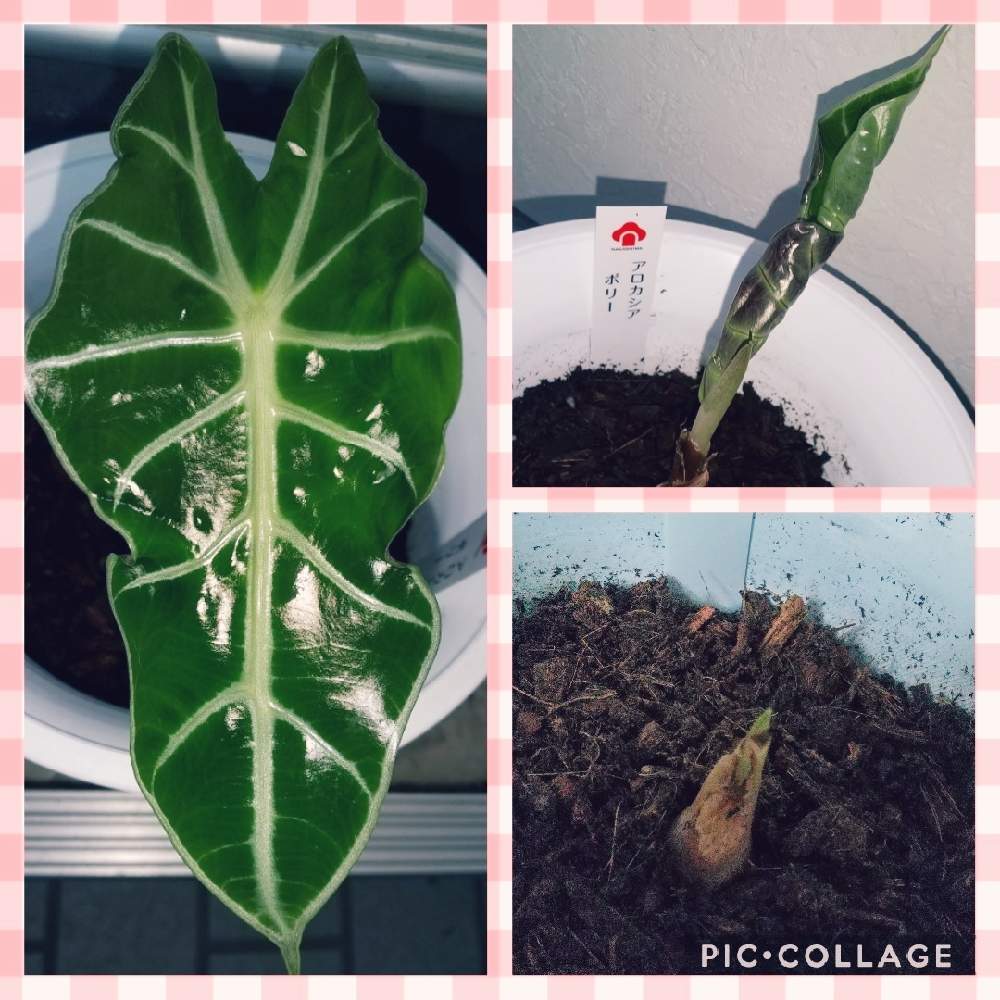 階段/廊下の画像 by ともゾ~さん | 階段/廊下とアロカシアと観葉植物とわが家の観葉植物❢と美しい♡とアロカシア属と元気に育ててますよと癒し…♡