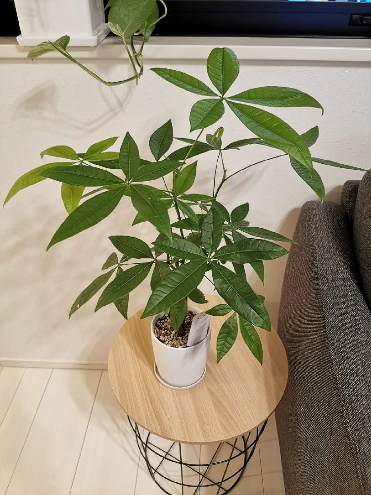 の画像 by かおりんごりらさん | パキラと観葉植物と植物のある暮らしと風水と鉢植えと成長記録と観葉植物初心者と観葉植物を楽しむとグリーンのある暮らし