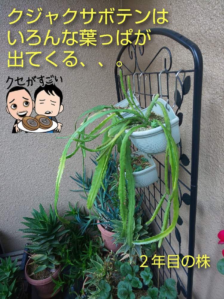 バルコニー/ベランダの画像 by チョウさんさん | バルコニー/ベランダとwow!!!と何でやねん!と勝手気ままにベランダ~とGS映えとGS日和と恋をしましょう!とおうち園芸と植中毒とHappyな気分と食わず嫌い?とタニラーと何となく幸せ!と元気に育ててますよと珍奇植物と花とジジイ!と花のある暮らしとGREEN UP!とバルコニスト