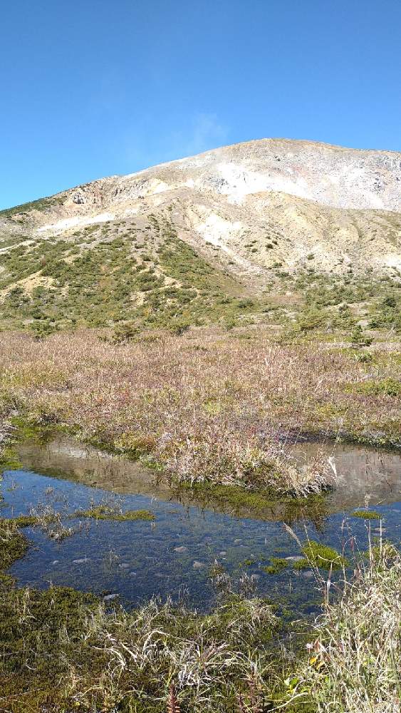 お出かけ先の画像 by のっぺさん | お出かけ先と山野草と一切経山と山歩きで見つけた植物