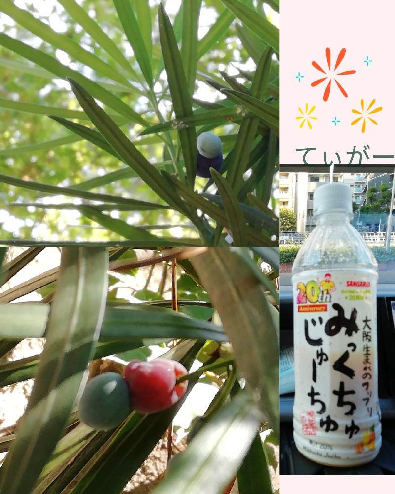 お出かけ先の画像 by てぃがーさん | お出かけ先と・・・の実とイヌマキと美味しさいっぱいとかわいいのが好きと接写が好きとシンプルが好きと植物好きと面白い形と花のある暮らしと自然の不思議と実も可愛い