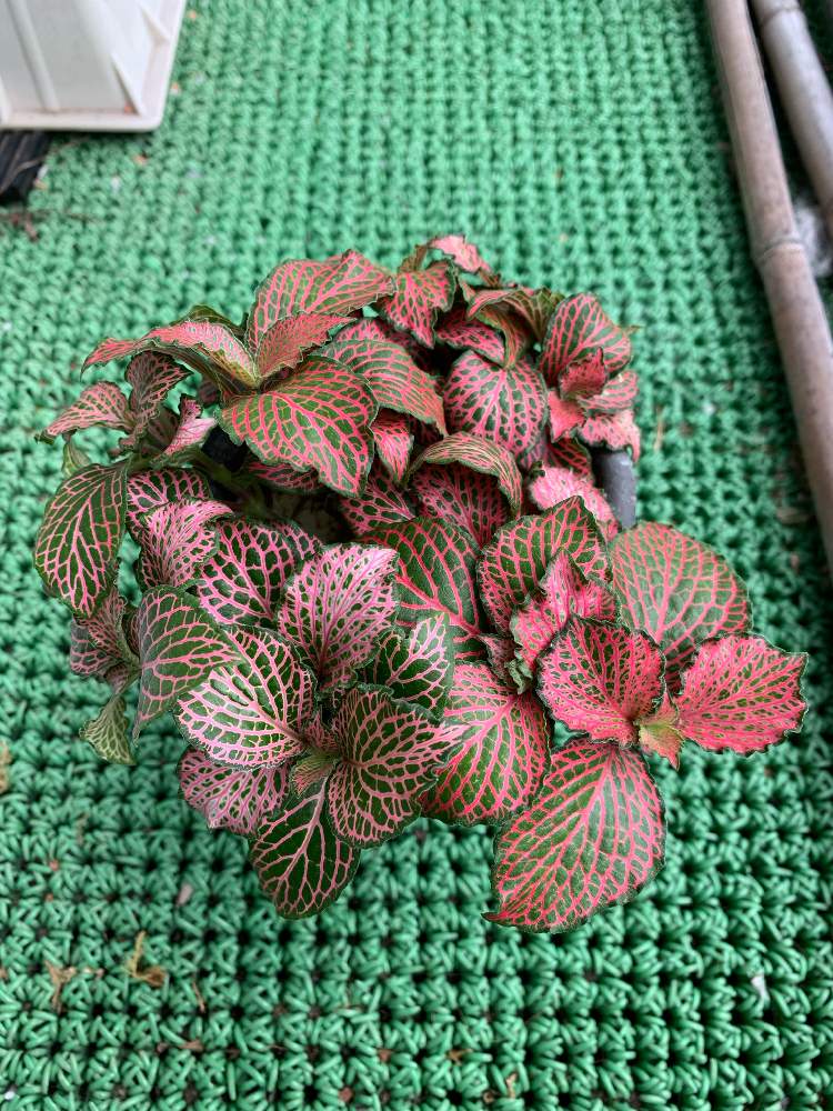 バルコニー/ベランダの画像 by リオラさん | バルコニー/ベランダとフィットニアと観葉植物と100均観葉植物