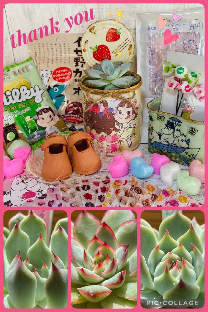 の画像 by sue.29さん | オレンジモンローとメキシコプリドニスとコロラータとブラックザラゴーサ *と素敵な繋がりに感謝とウキウキ❣️ルンルン倶楽部と45さん韓国苗とズームしてみたと晴れの国タニラーGPとさくら餅子さんの素敵便と癒されると可愛い〜♡と赤い爪といいねありがとうございます♪と勝手に7日は爪エッジ棘の日