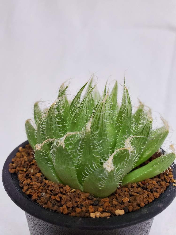 の画像 by ふらわーあんどぐりーんheh(花エリカ白楽店)さん | 多肉植物とハオルチア・ボルシーと2.5号鉢と観葉植物と楽天市場と黒鉢とハオルチア属とフォロー歓迎とネット販売と観葉植物好きと多肉植物のある暮らしと観葉植物のある暮らしと多肉植物好きといいね♥ありがとうございます✨