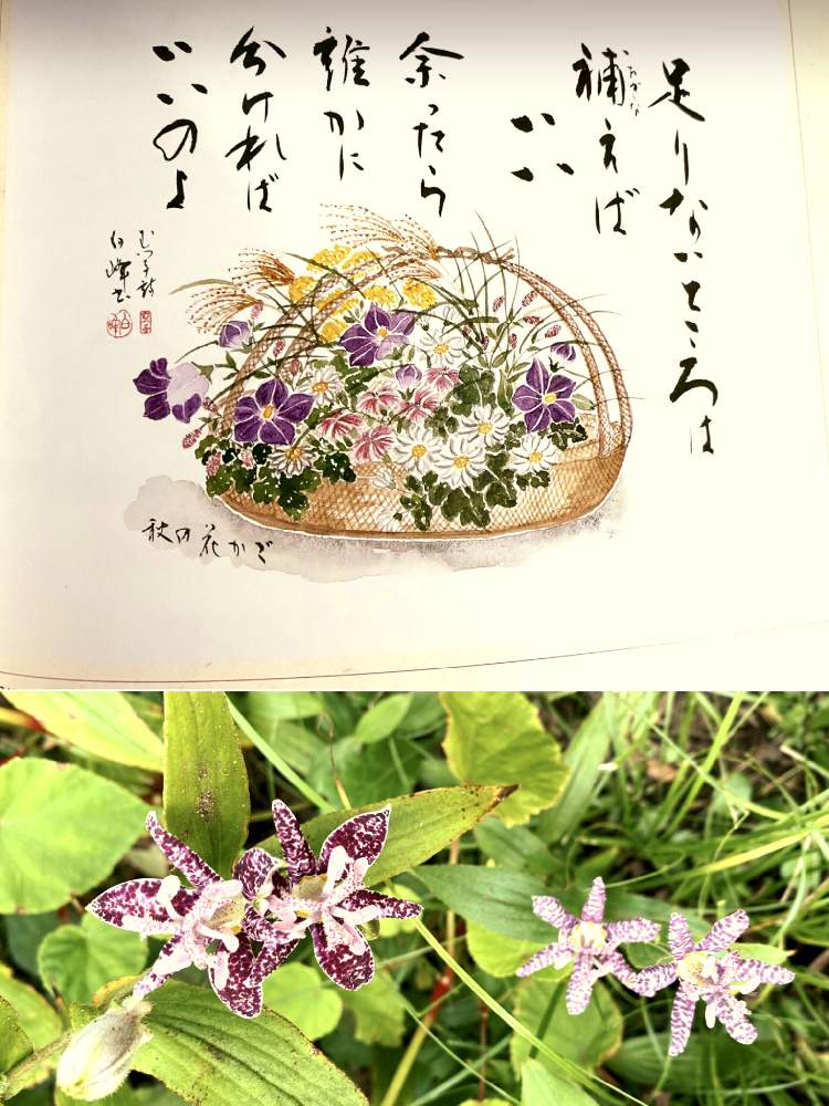 広い庭の画像 by レモングミさん | 広い庭と里地里山とおうち園芸とI♡Chibaと超古民家と庭と花のある暮らし