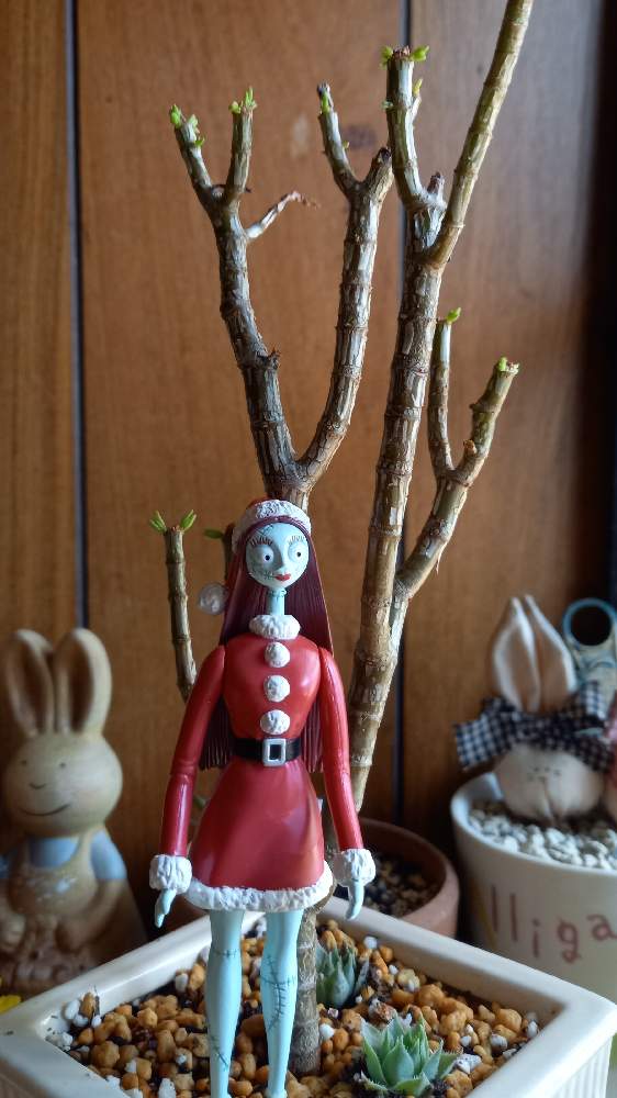の画像 by TAKAさん | テトラゴナと多肉植物と生きる力といただきものと植中毒とダークハロウィンと奈良とガーデニングと花のある暮らしとなおちゃん多肉♡
