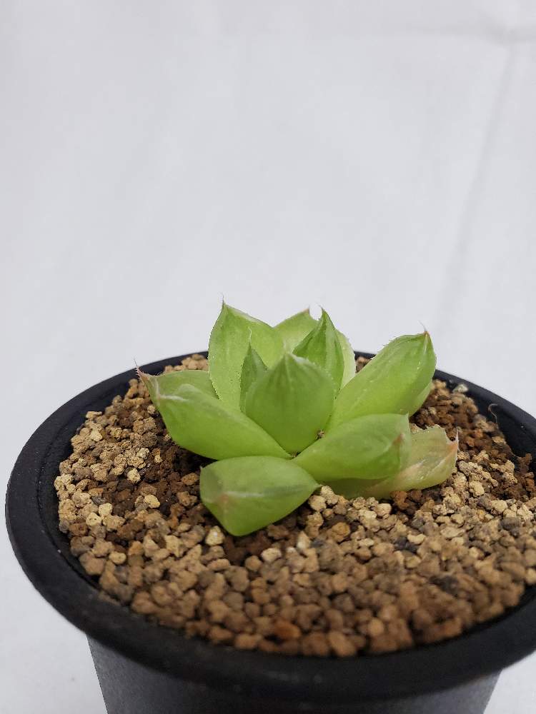 の画像 by ふらわーあんどぐりーんheh(花エリカ白楽店)さん | 多肉植物と2.5号鉢と観葉植物と楽天市場と黒鉢とハオルチア属とフォロー歓迎とネット販売と観葉植物好きと多肉植物のある暮らしと観葉植物のある暮らしと多肉植物好きといいね♥ありがとうございます✨とシンビフォルミスftジャクソン