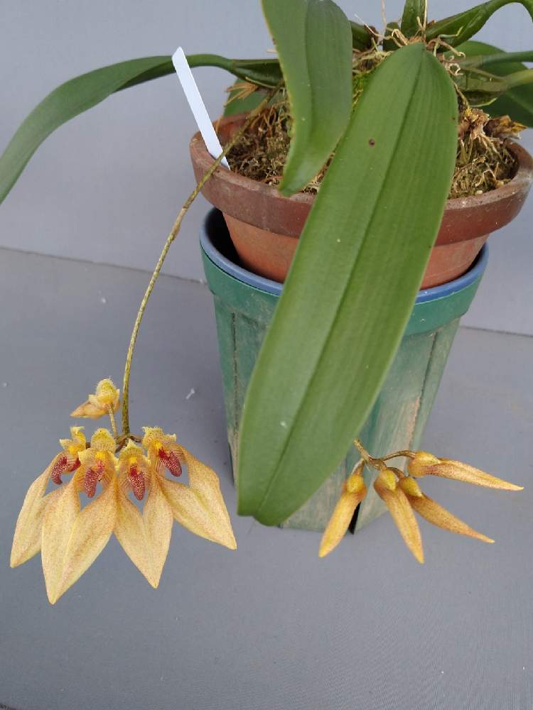 小さな庭の画像 by 阿南田零さん | 小さな庭とバルボフィラム アナンダレイとBulbophyllum annandaleiとラン科とマメヅタラン属と洋ランとOrchidaceaeとBulbophyllum属