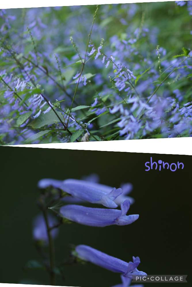 の画像 by 心音さん | アキチョウジと近所の散歩と山野草と癒しと魅力的といつもの裏山とステキなと小さな花