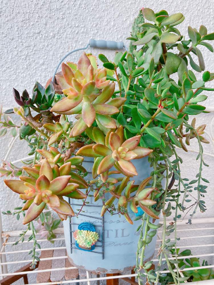 の画像 by 華さん | 多肉植物と100均雑貨と広島多肉倶楽部と寄せ植えとGS多肉倶楽部とGSタニラーとナチュラルガーデンと広島タニラーとGS多肉クラブと多肉女子と多肉 Lifeと100均アレンジとLOVE GREENと ブロウメアナとプチプラガーデンと多肉寄せ植えと多肉植物のアレンジ2021と広島たにらーと寄せ植え_華と広島タニ友