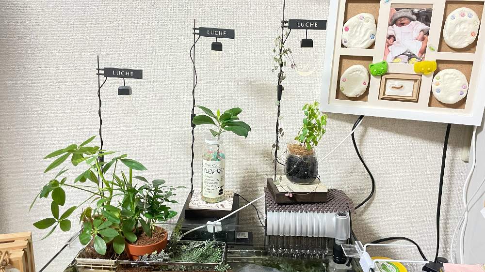 部屋の画像 by ꒰ঌLittle Flower*s໒꒱·̩͙⋆.*さん | 部屋となんちゃっテラリウムとプミラとガジュマルと✡MANDARA△IDとなんちゃっテラリウム°・