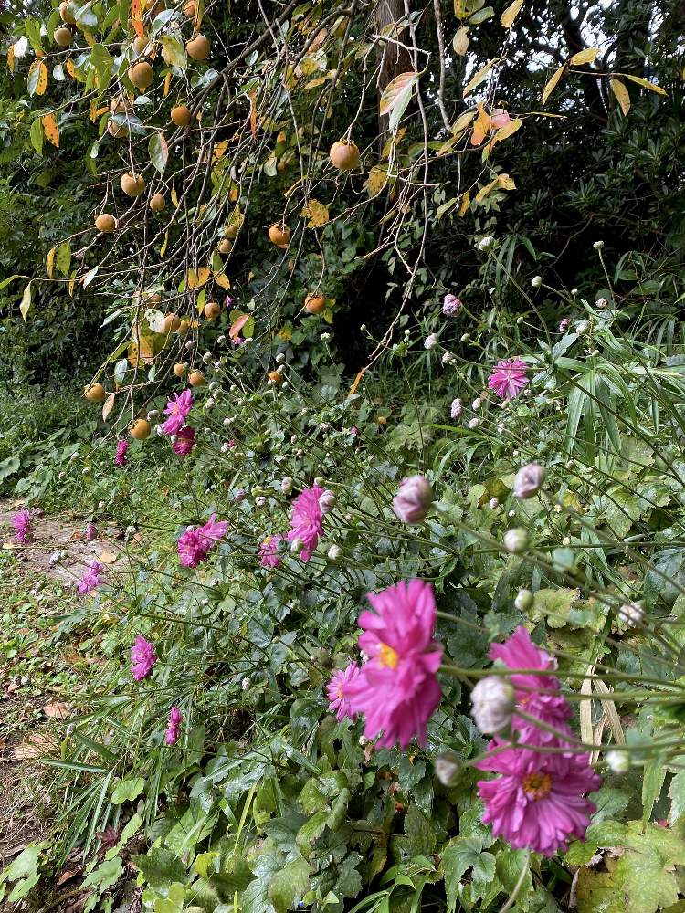 広い庭の画像 by レモングミさん | 広い庭と里地里山とおうち園芸とピンクの花も好きとI♡Chibaと超古民家と庭
