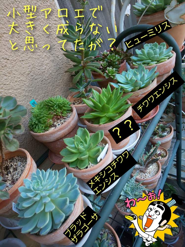 バルコニー/ベランダの画像 by チョウさんさん | バルコニー/ベランダとwow!!!と何でやねん!と勝手気ままにベランダ~とGS映えとGS日和と恋をしましょう!とおうち園芸と植中毒とHappyな気分と食わず嫌い?とタニラーと何となく幸せ!と元気に育ててますよと珍奇植物と花とジジイ!と花のある暮らしとGREEN UP!とバルコニスト