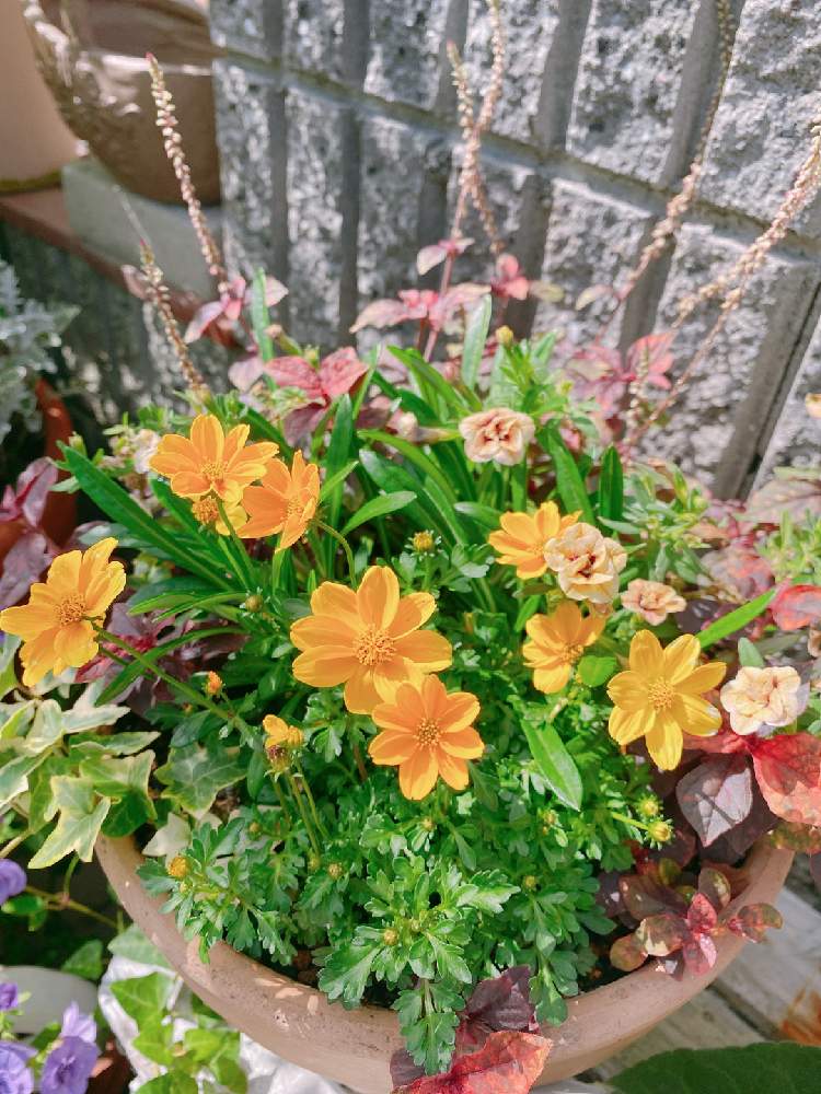 玄関の画像 by あいぽんさん | 玄関とヘデラ☆と植物のある暮らしとガーデニング好きと実家のガーデンと植物大好きとカリブラコア ティフォシー アンティークシリーズとお花の寄せ植えとガーデニング初心者とお花が好き♡とチーム愛知と可愛い♡とアルテルナンテラ♪とビデンス シャインボールとPWガザニアビースト カナリアスマイルとアルテルナンテラ*マーブルクィーン