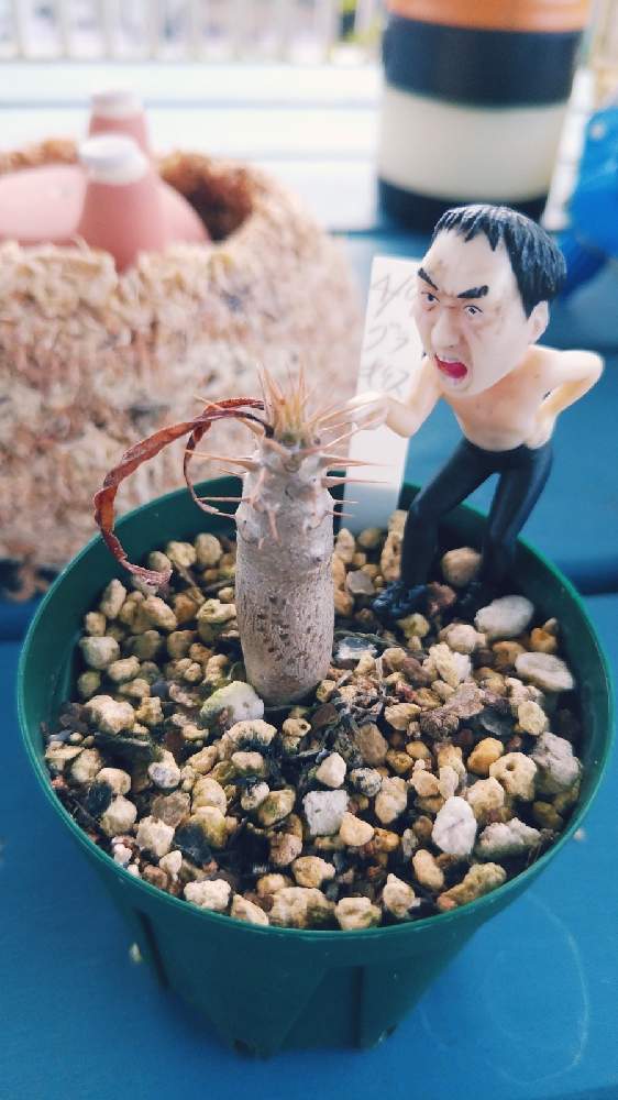 バルコニー/ベランダの画像 by 青武さん | バルコニー/ベランダとグラキリスとパキポデニウム、と多肉植物とぷくぷくちゃんっとおうち園芸と塊根植物と珍奇植物ととげとげとおきなわとベランダー