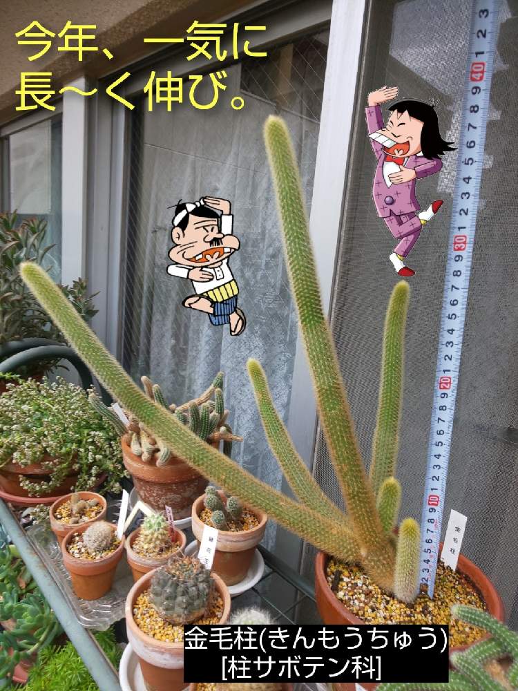 バルコニー/ベランダの画像 by チョウさんさん | バルコニー/ベランダとwow!!!と何でやねん!と勝手気ままにベランダ~とGS映えとGS日和と恋をしましょう!とおうち園芸と植中毒とHappyな気分と食わず嫌い?とタニラーと何となく幸せ!と元気に育ててますよと珍奇植物と花とジジイ!と花のある暮らしとGREEN UP!とバルコニスト