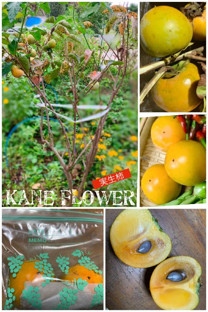 畑の画像 by kane flowerさん | 畑とカキと無農薬無肥料野菜と家庭菜園と種からと埼玉県と自家製野菜と無農薬有機栽培と無農薬 無化学肥料栽培とK.F家庭菜園と2021 K.F 家庭菜園