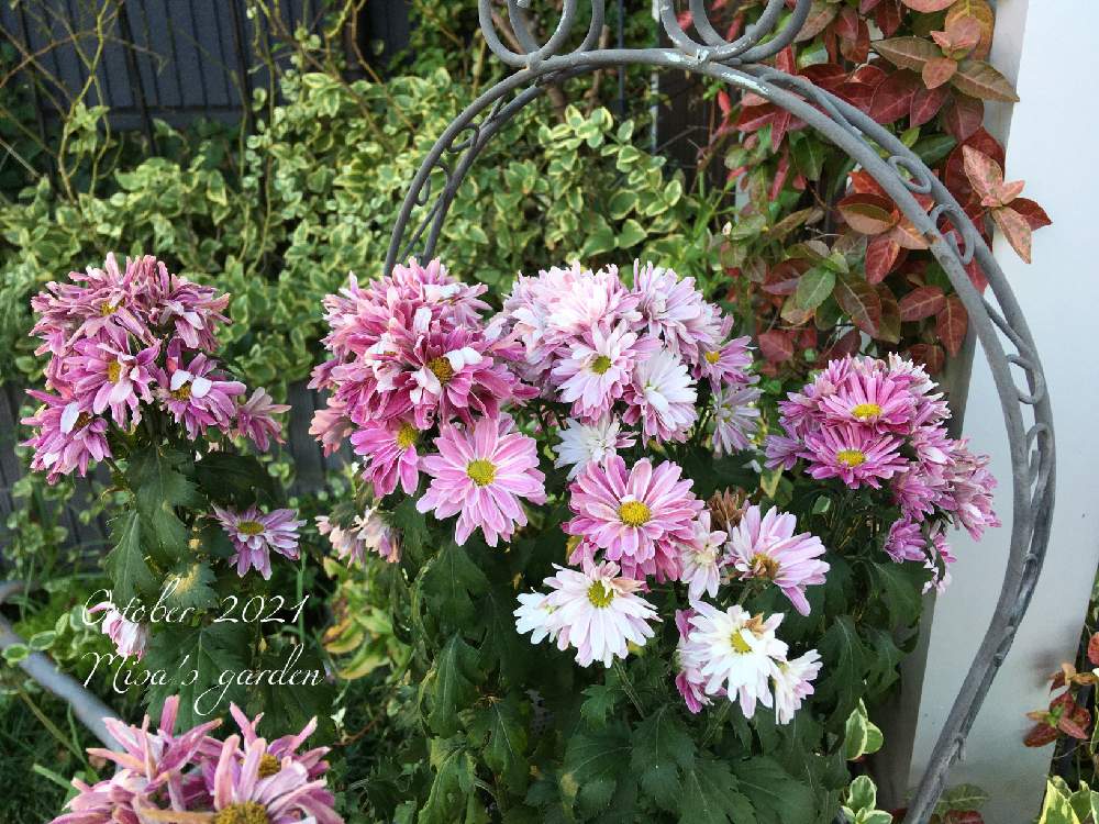 小さな庭の画像 by misaさん | 小さな庭とマムとHTCと植物のある暮らしと千葉県とGSのみなさんに感謝♡と植中毒とバラと夢CLUBと庭づくりと❤️いいね、ありがとうと無農薬と花のある暮らしとお庭と庭の宿根草と頑張れ❗️日本