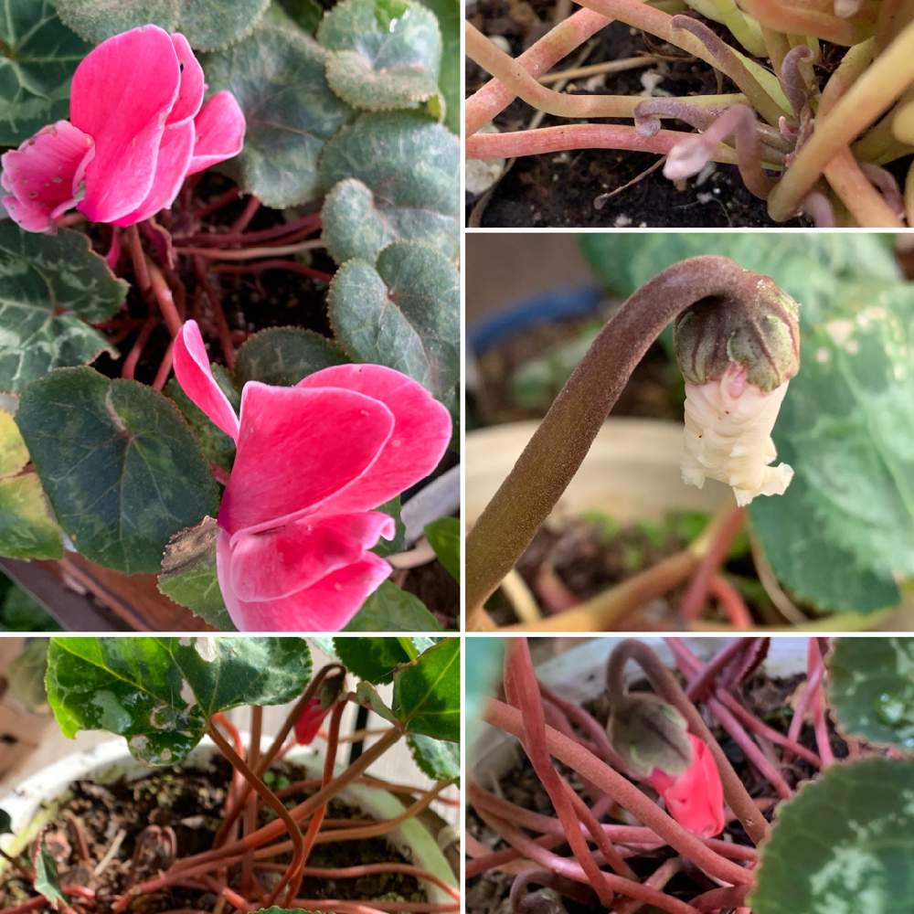 の画像 by べにししさん | シクラメンとありがとうの気持ちと植物のチカラと季節はめぐると植物のふしぎとみえないチカラとありがとうと緑のなかの暮らしとやさしい気持ちと次の季節へとうちの庭家族