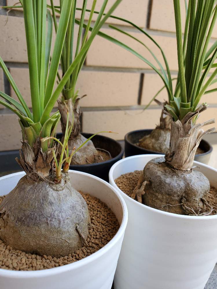 の画像 by ふらわーあんどぐりーんheh(花エリカ白楽店)さん | 多肉植物と観葉植物と楽天市場と黒鉢とフォロー歓迎とネット販売と観葉植物好きと多肉植物のある暮らしとコーデックスと白鉢と塊根植物と3.5号鉢と観葉植物のある暮らしとボーカルニアとボーカルネア·グラキリスと多肉植物好きといいね♥ありがとうございます✨