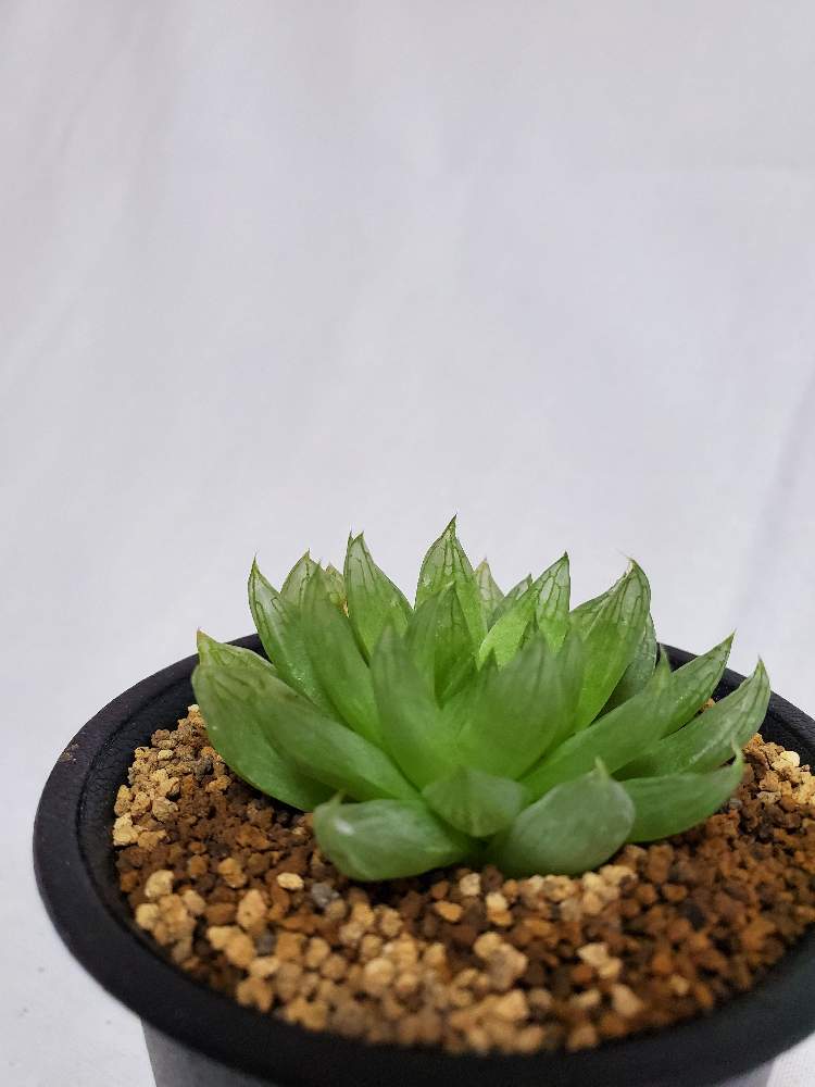 の画像 by ふらわーあんどぐりーんheh(花エリカ白楽店)さん | 多肉植物と2.5号鉢と観葉植物と楽天市場と黒鉢とハオルチア属とフォロー歓迎とネット販売と観葉植物好きと多肉植物のある暮らしとシンビフォルミスとグレートリバージョージと観葉植物のある暮らしと多肉植物好きといいね♥ありがとうございます✨とハオルチア大好き