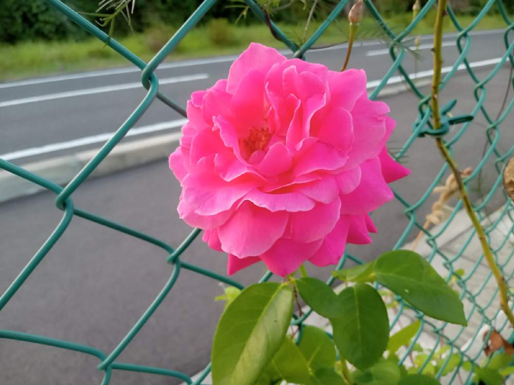 の画像 by ひよたろさん | 薔薇 エデンローズ♪