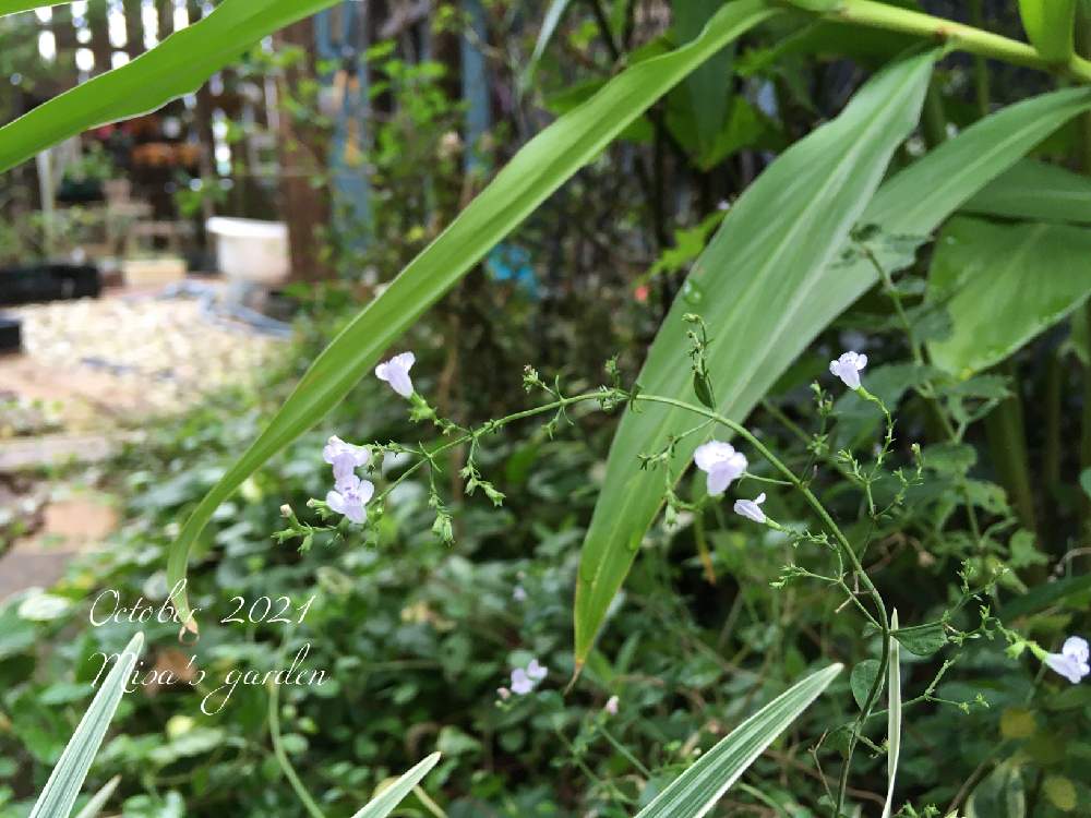 小さな庭の画像 by misaさん | 小さな庭とカラミンサとHTCと植物のある暮らしと千葉県と小さな庭づくりとGSのみなさんに感謝♡と頑張れ地球‼️と植中毒とバラと夢CLUBと庭づくりと❤️いいね、ありがとうと無農薬と花のある暮らしとお庭と庭の宿根草と頑張れ❗️日本