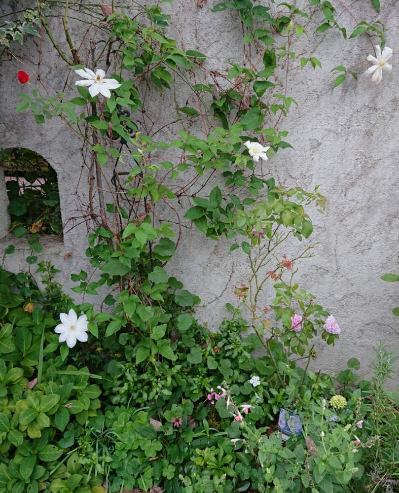小さな庭の画像 by すずさん | 小さな庭とバラ、薔薇、ばらと日々草(にちにちそう)とエキナセアとルシェルブルーとクレマチスとジニアとサルビアと10月とばら バラ 薔薇とピンクの花とガーデニング大好きと癒しと緑のある暮らしとみどりの花とお家時間と白い花とクレマチス テッセンと地植え