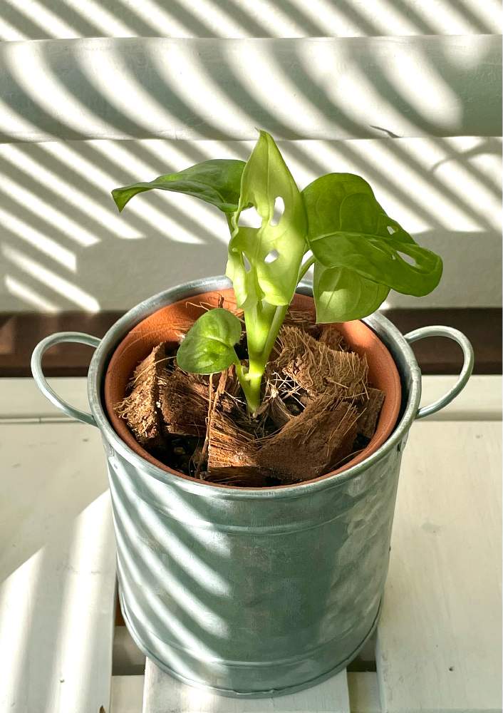 部屋の画像 by きゃろっぴぃさん | 部屋とマドカズラと観葉植物とマドカズラちょっぴり茎からの再生