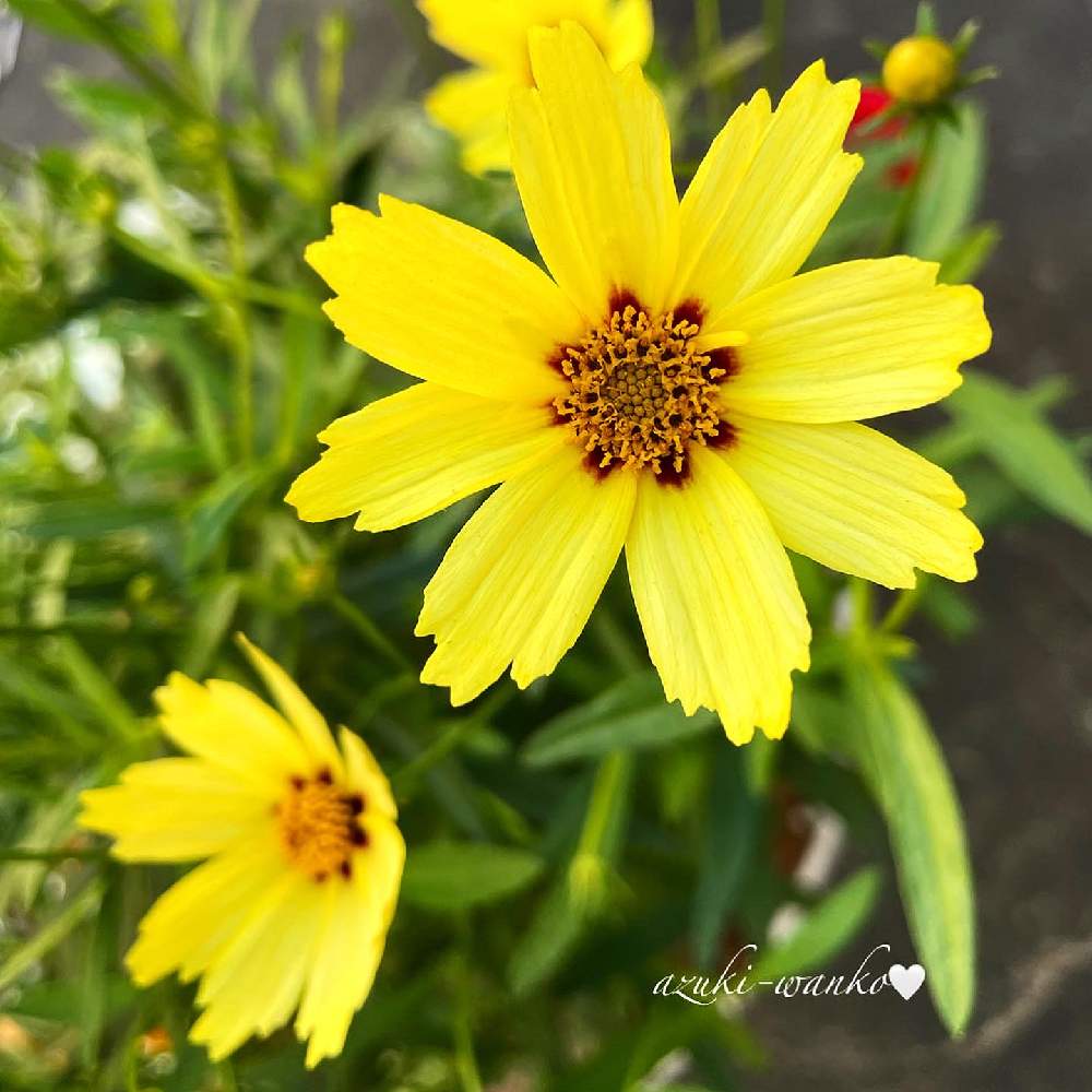 お出かけ先の画像 by azuwanさん | お出かけ先とコレオプシス レッドシフトとお花を楽しむとおうち園芸とお散歩写真と綺麗なお花とお花が好き♡と花いろいろと花のある暮らし