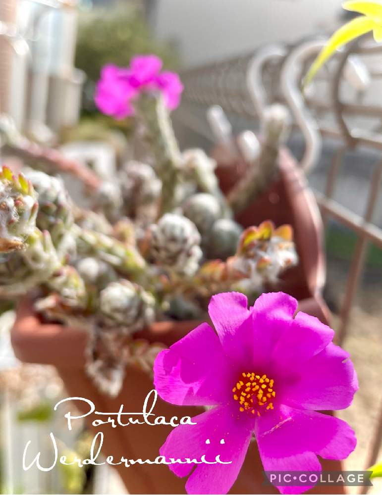 フェンスの画像 by Ray-foさん | フェンスと多肉植物とピンクの花と緑のある暮らしと今日のお花と可愛いとガーデニングと花のある暮らしとお花好きと直射日光と乾燥中と切って❣️挿して❣️増やす❣️