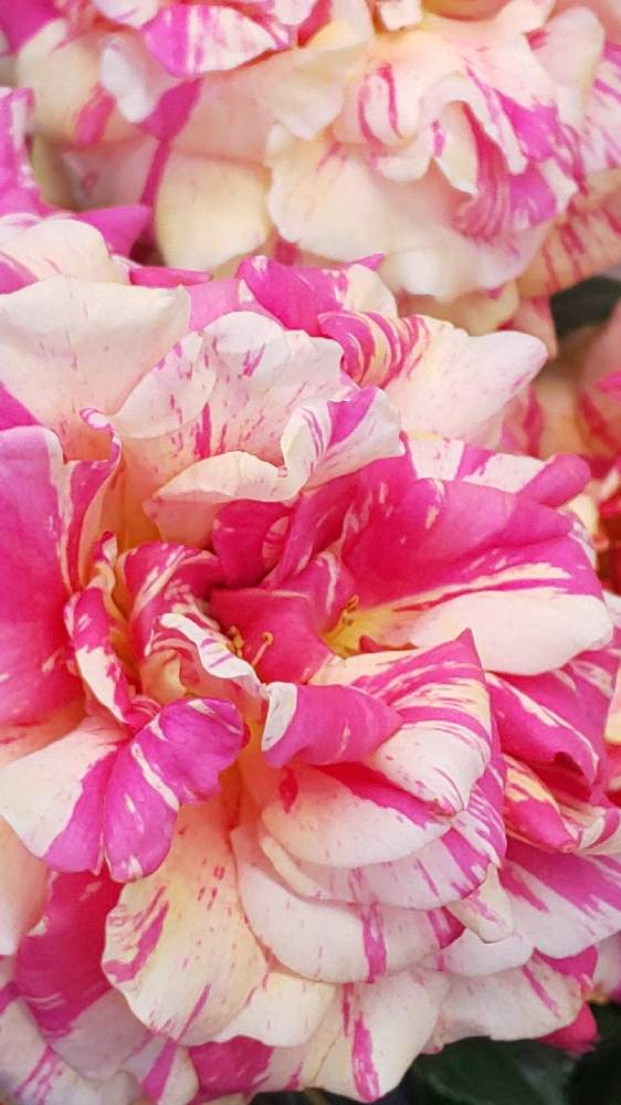 バルコニー/ベランダの画像 by ❦THE HERMIT❦さん | バルコニー/ベランダと薔薇と光輝く花とマクロマニアとピンクの花と刹那さとホワイトと癒されと薄桃色と元気❗❗とピンクと本来の色と秘密のpicと大好きな花とヒカリと風の中