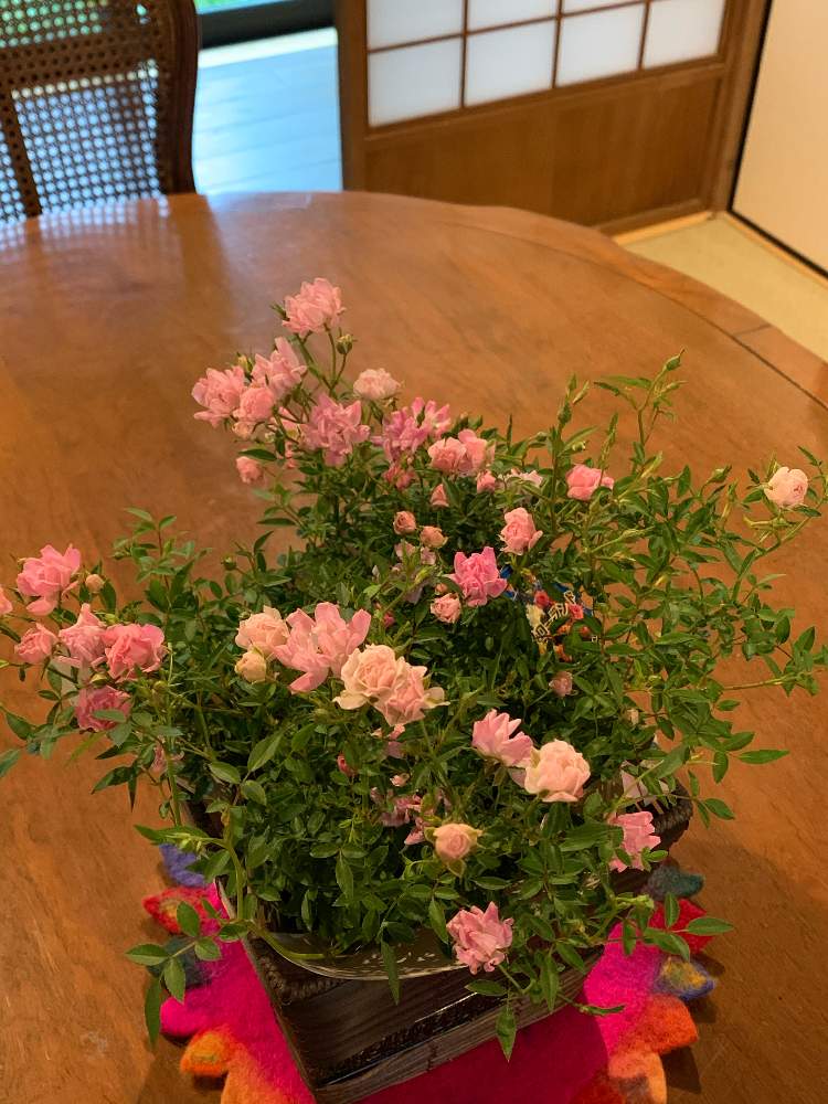 部屋の画像 by べにししさん | 部屋とミニバラとありがとうの気持ちと植物のチカラとみえないチカラとありがとうと緑のなかの暮らしとやさしい気持ち
