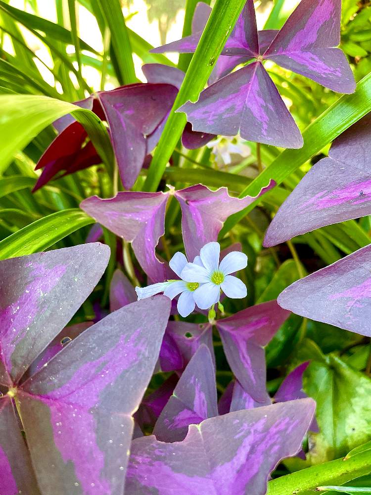 お出かけ先の画像 by ミッキーさん | お出かけ先とオキザリス・トライアングラリスと植物っていいねと花っていいねと今日の一枚と紫の舞と オキザリスと癒し…♡と小さな花と繋がりに感謝✨
