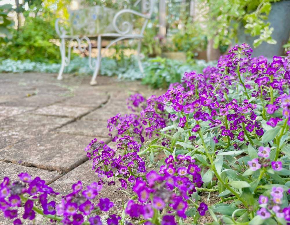 の画像 by yossyさん | アリッサムと紫色の花とくつろぎの庭と花のある庭と癒され風景と小花とグランドカバー