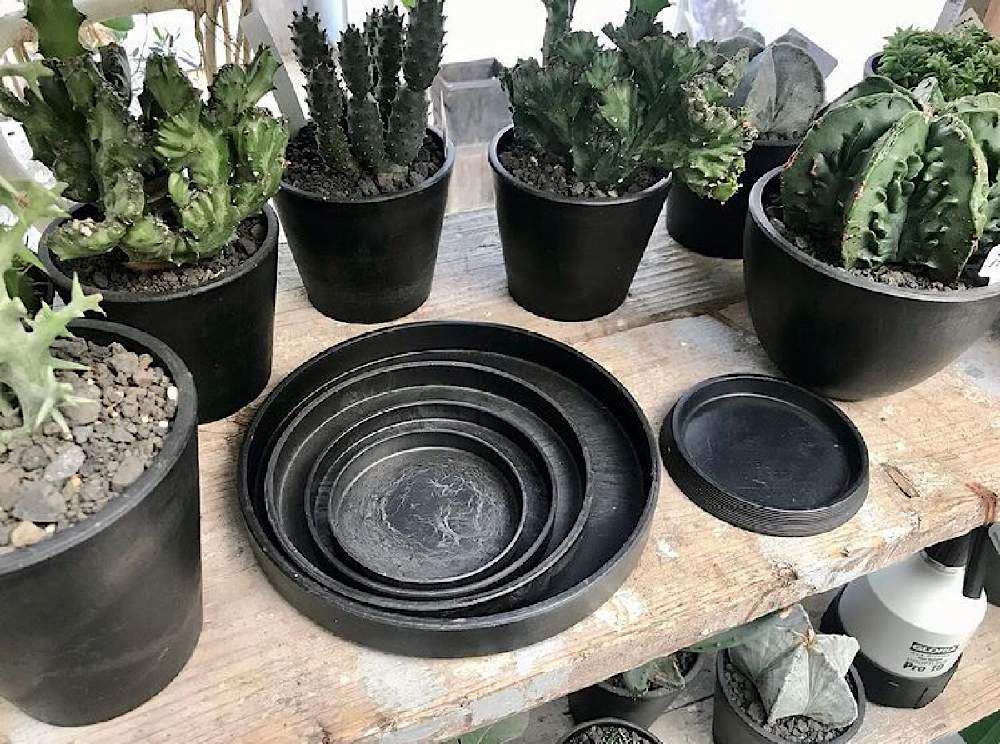 の画像 by CLUTCH FURNITURE / クラッチファニチャーさん | 多肉植物と黒プラ鉢とネットショップとサボテン科と男前プランツと植物のある暮らしとサボテン☆と男前植物とグリーンのある暮らしと黒プラ鉢ある暮らしと黒プラ鉢ある生活とプラ鉢とオンラインショップと サボテンと塊根植物とサボさんとBASE販売と多肉多肉多肉