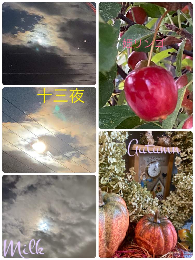 お出かけ先の画像 by ミルクさん | お出かけ先とキュンキュン乙女倶楽部とiPhone11Proで撮影ともんもんチャン♡見守り隊と被災地の皆様にエールと秋色♪*゚とウォーキングでの出会いといつもありがとう!感謝❣️と楽しませてくれてありがとうと長野県とチーム長野とそらとGSアダルトチーム