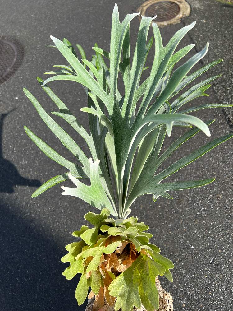 インテリアの画像 by いのっちさん | インテリアとビカクシダと コウモリラン と観葉植物と植物のある暮らしとグリーンのある暮らしとグリーン!グリーン!グリーン!と ビカクシダとGS映えとおうち園芸とGreenSnapmarcheとGREEN UP!とインテリアグリーン